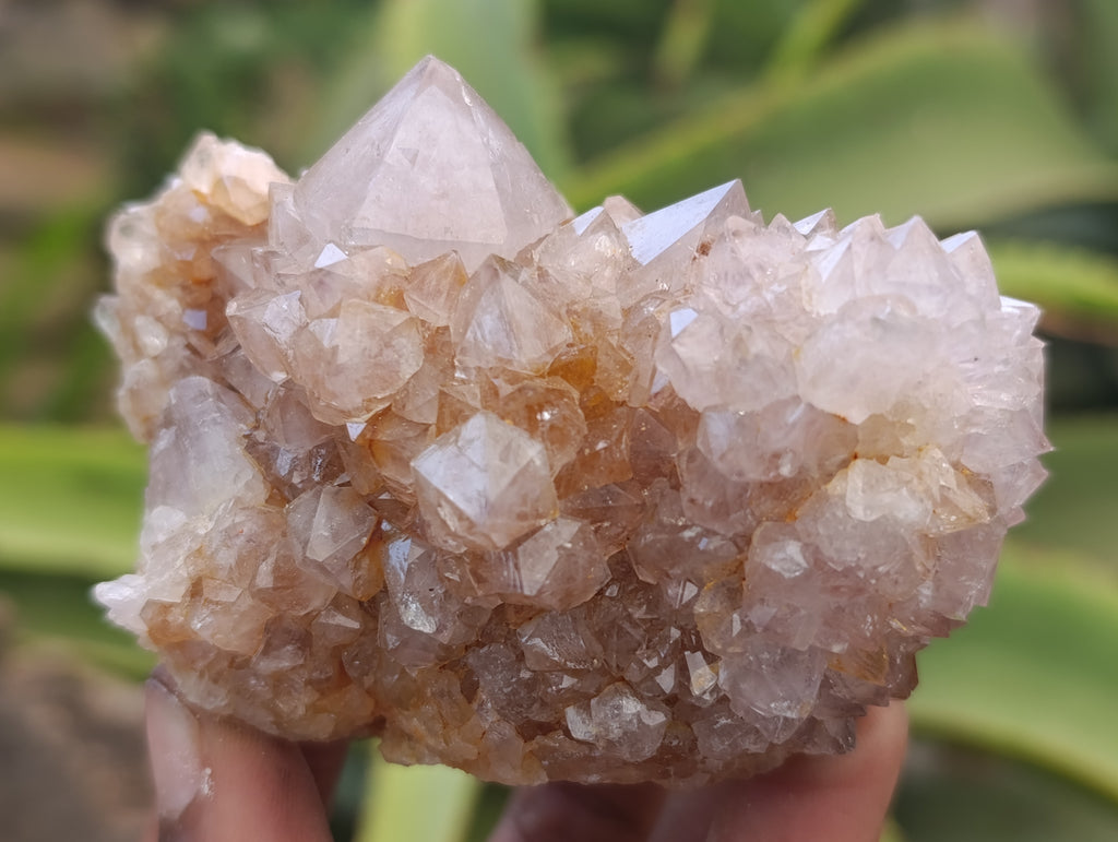 Natural Spirit Quartz Clusters x 6 From Boekenhouthoek, South Africa - Toprock Gemstones and Minerals 