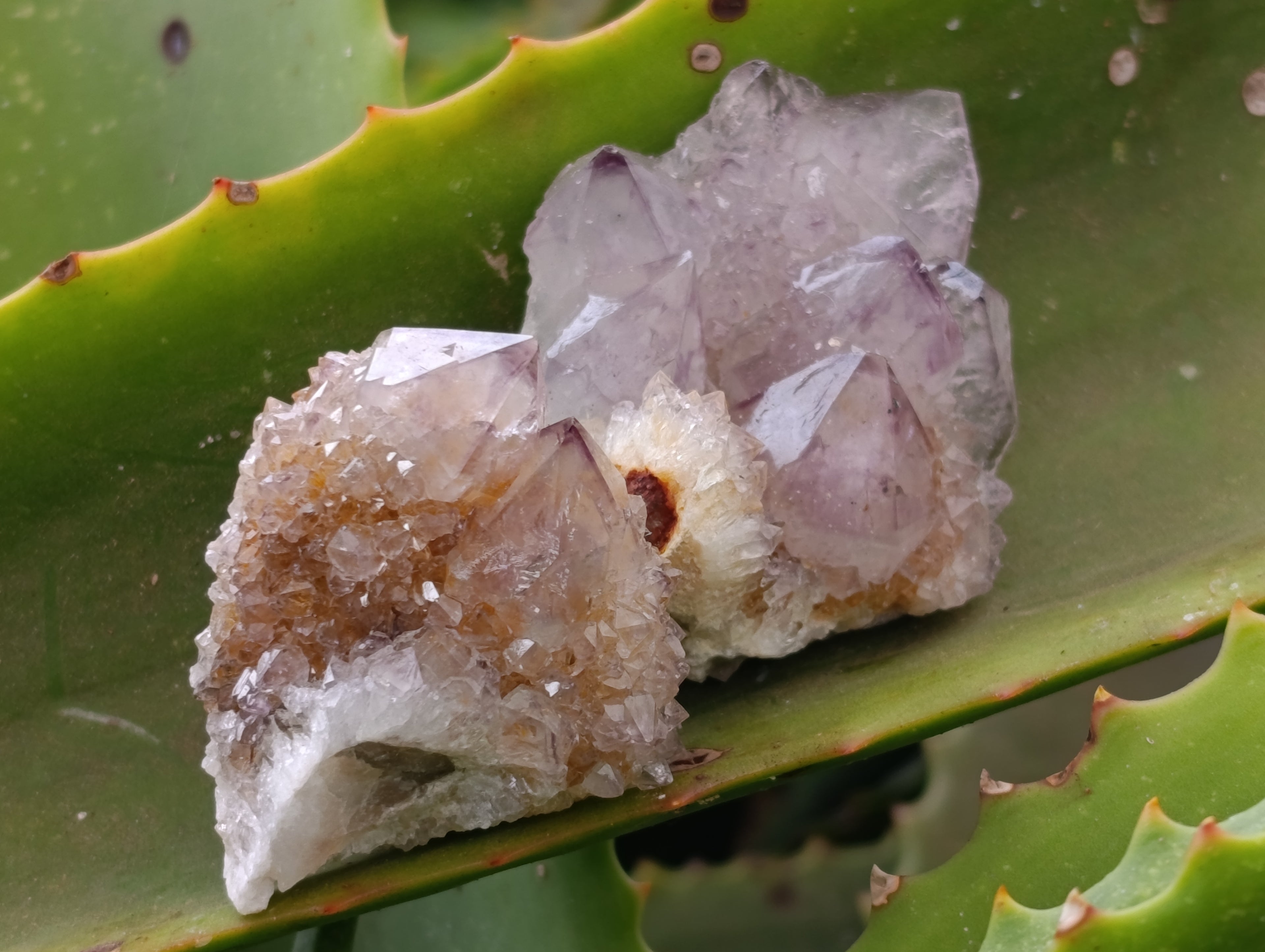 Natural Spirit Quartz Clusters x 20 From Boekenhouthoek, South Africa - Toprock Gemstones and Minerals 