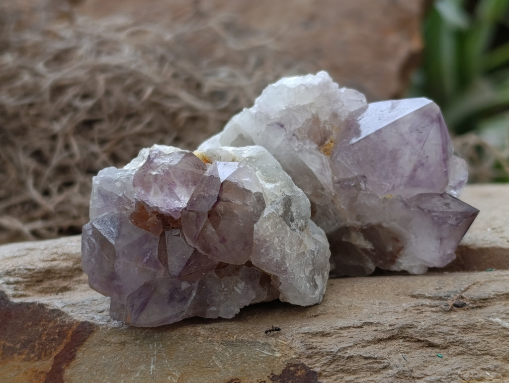 Natural Spirit Quartz Clusters x 20 From Boekenhouthoek, South Africa - Toprock Gemstones and Minerals 