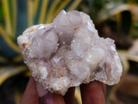 Natural Mixed Spirit Quartz Clusters x 24 From Boekenhouthoek, South Africa - Toprock Gemstones and Minerals 
