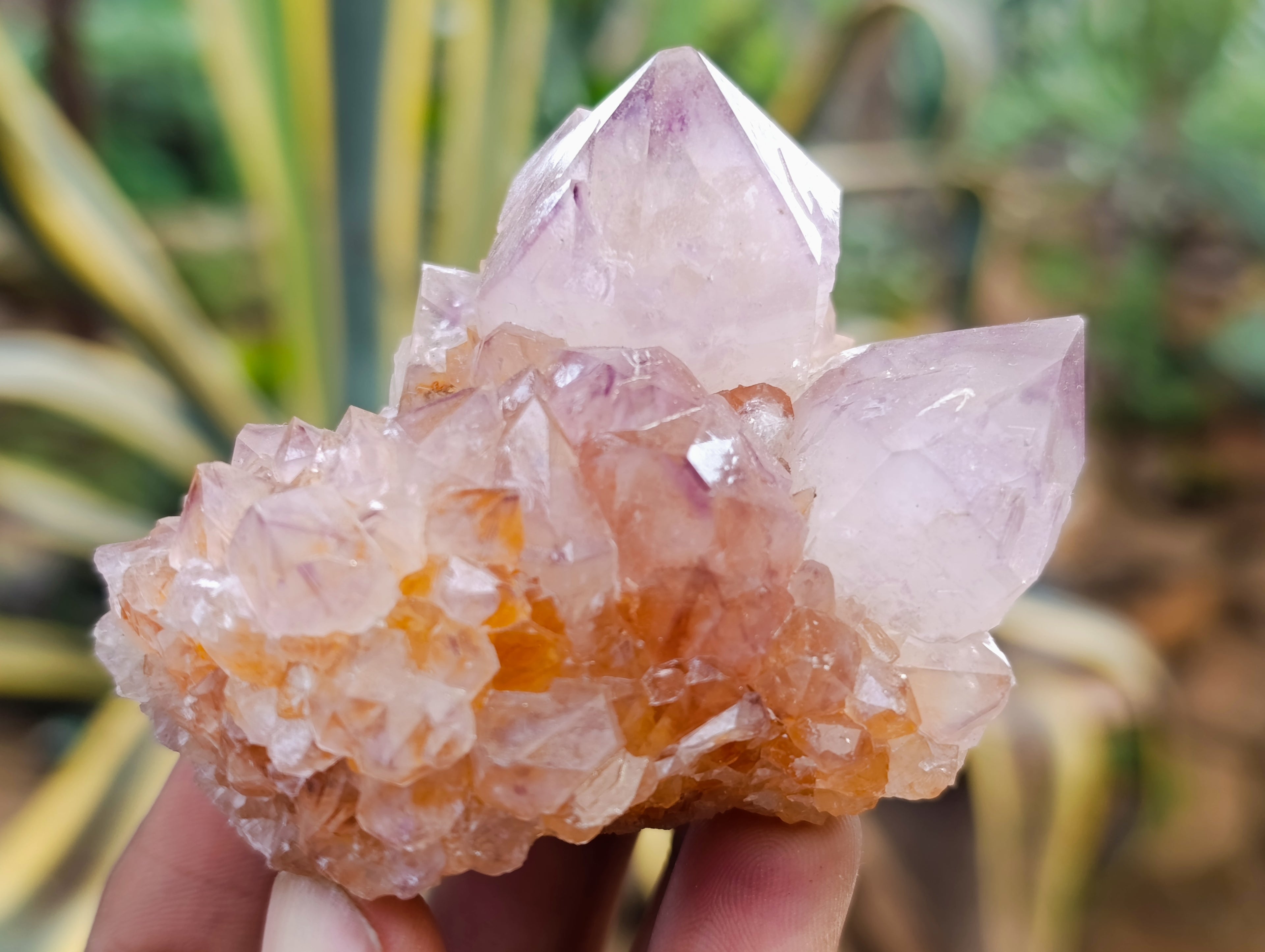 Natural Amethyst Spirit Quartz Clusters x 12 From Boekenhouthoek, South Africa - Toprock Gemstones and Minerals 