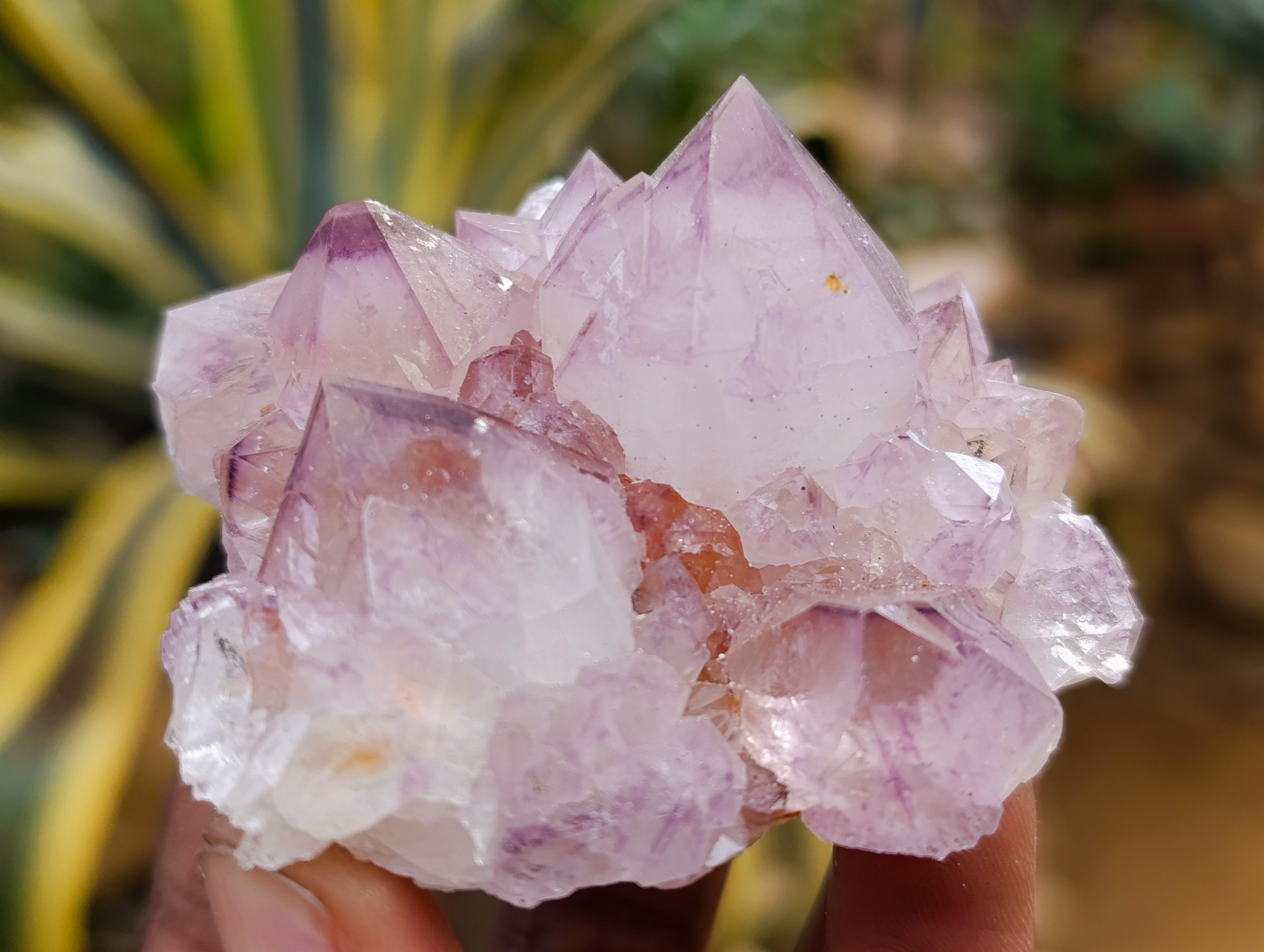 Natural Amethyst Spirit Quartz Clusters x 12 From Boekenhouthoek, South Africa - Toprock Gemstones and Minerals 