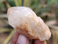 Natural Pineapple Candle Quartz Crystals x 37 From Antsirabe, Madagascar