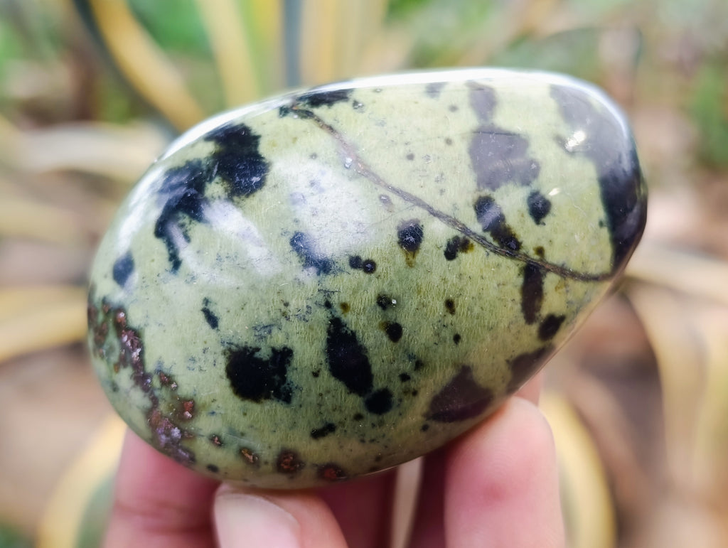 Polished Leopard Stone Palm Stones x 12 From Nyanga, Zimbabwe - Toprock Gemstones and Minerals 