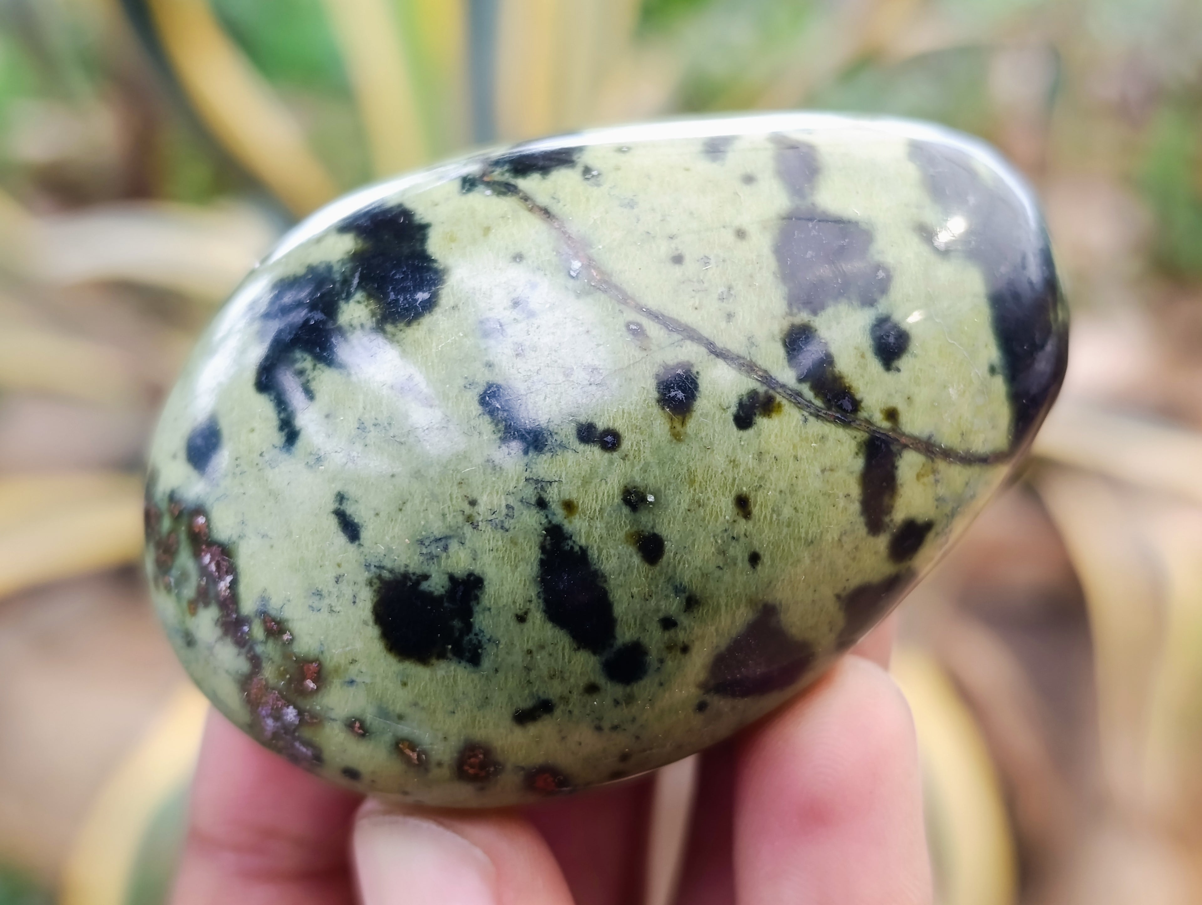 Polished Leopard Stone Palm Stones x 12 From Nyanga, Zimbabwe - Toprock Gemstones and Minerals 