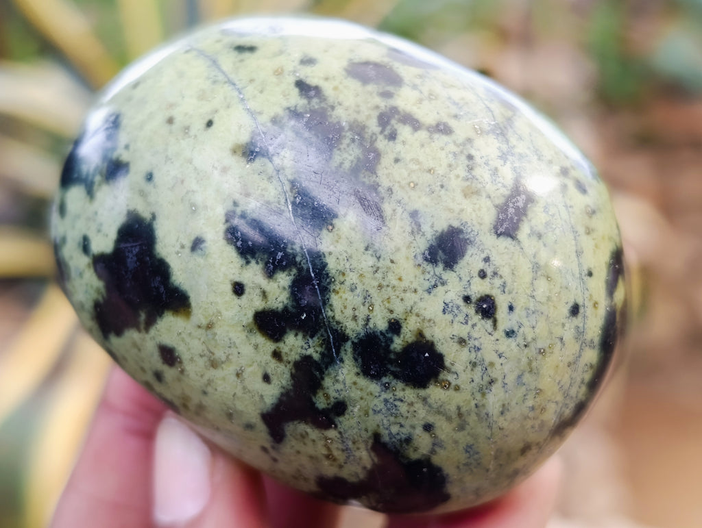 Polished Leopard Stone Palm Stones x 12 From Nyanga, Zimbabwe - Toprock Gemstones and Minerals 