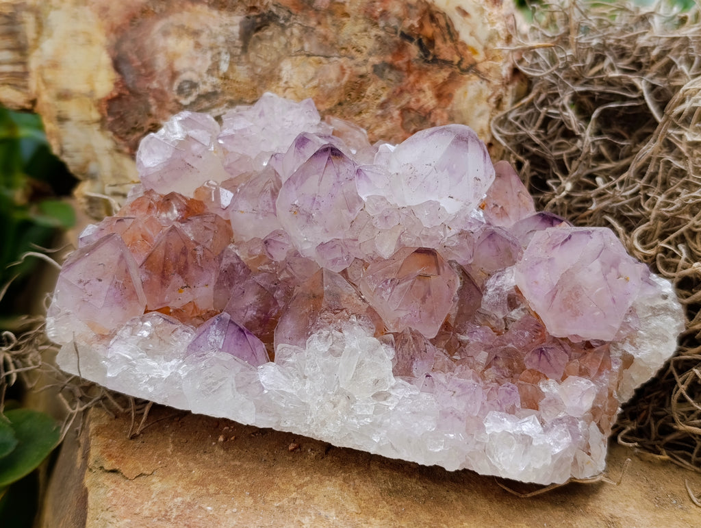 Natural Ametrine Spirit Quartz Clusters x 2 From Boekenhouthoek, South Africa - Toprock Gemstones and Minerals 