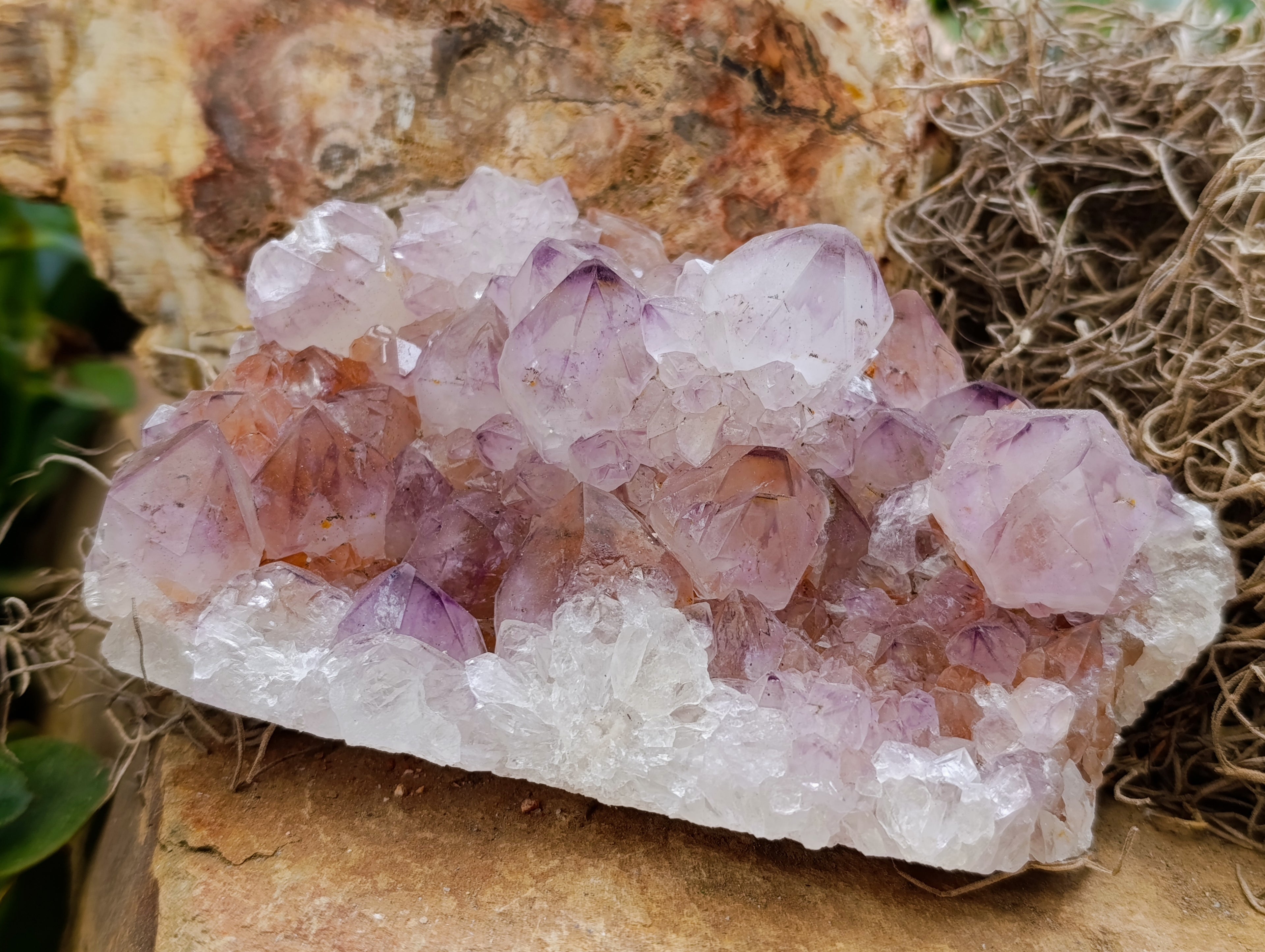 Natural Ametrine Spirit Quartz Clusters x 2 From Boekenhouthoek, South Africa - Toprock Gemstones and Minerals 