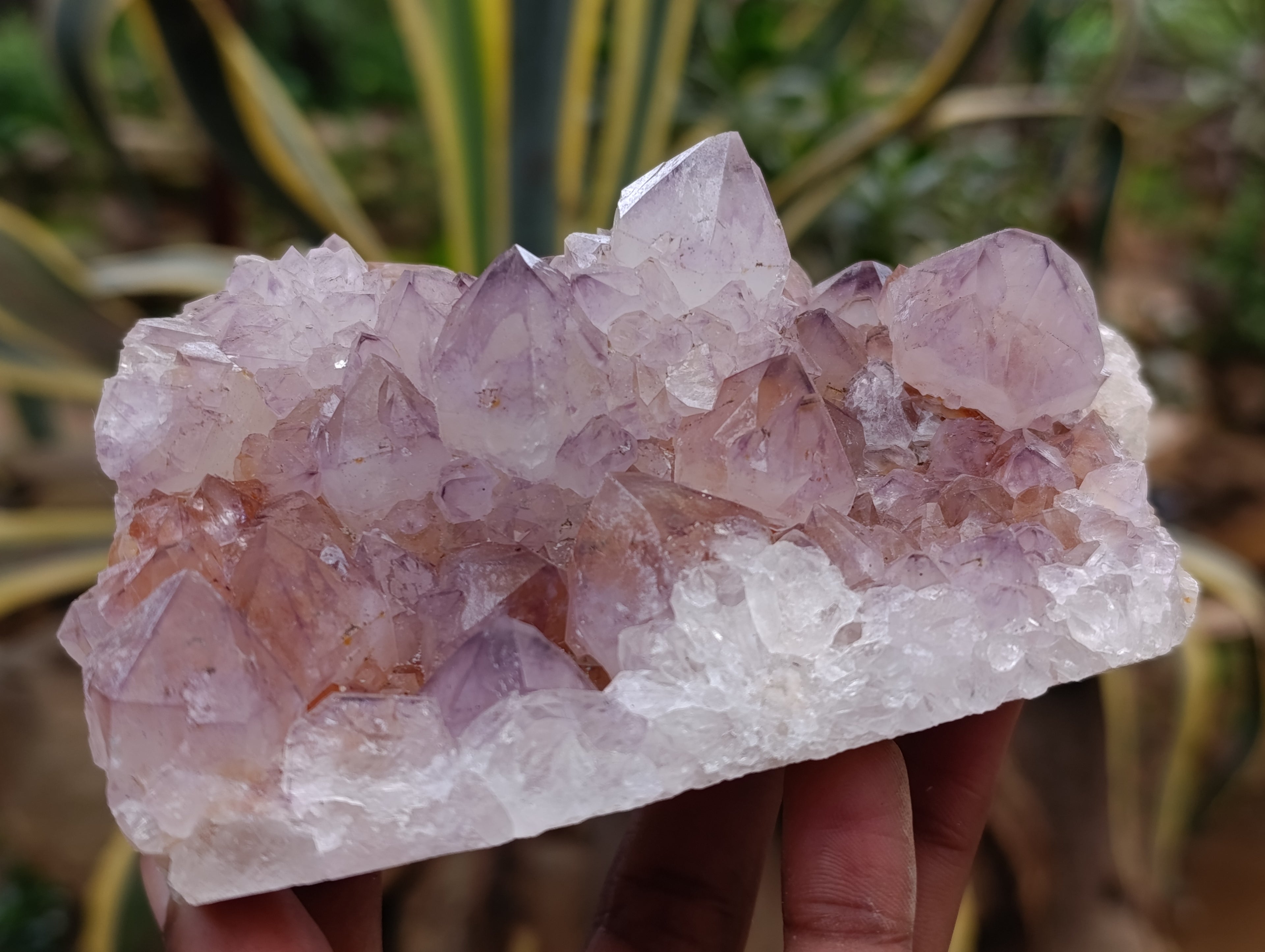 Natural Ametrine Spirit Quartz Clusters x 2 From Boekenhouthoek, South Africa - Toprock Gemstones and Minerals 
