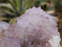 Natural Ametrine Spirit Quartz Clusters x 2 From Boekenhouthoek, South Africa