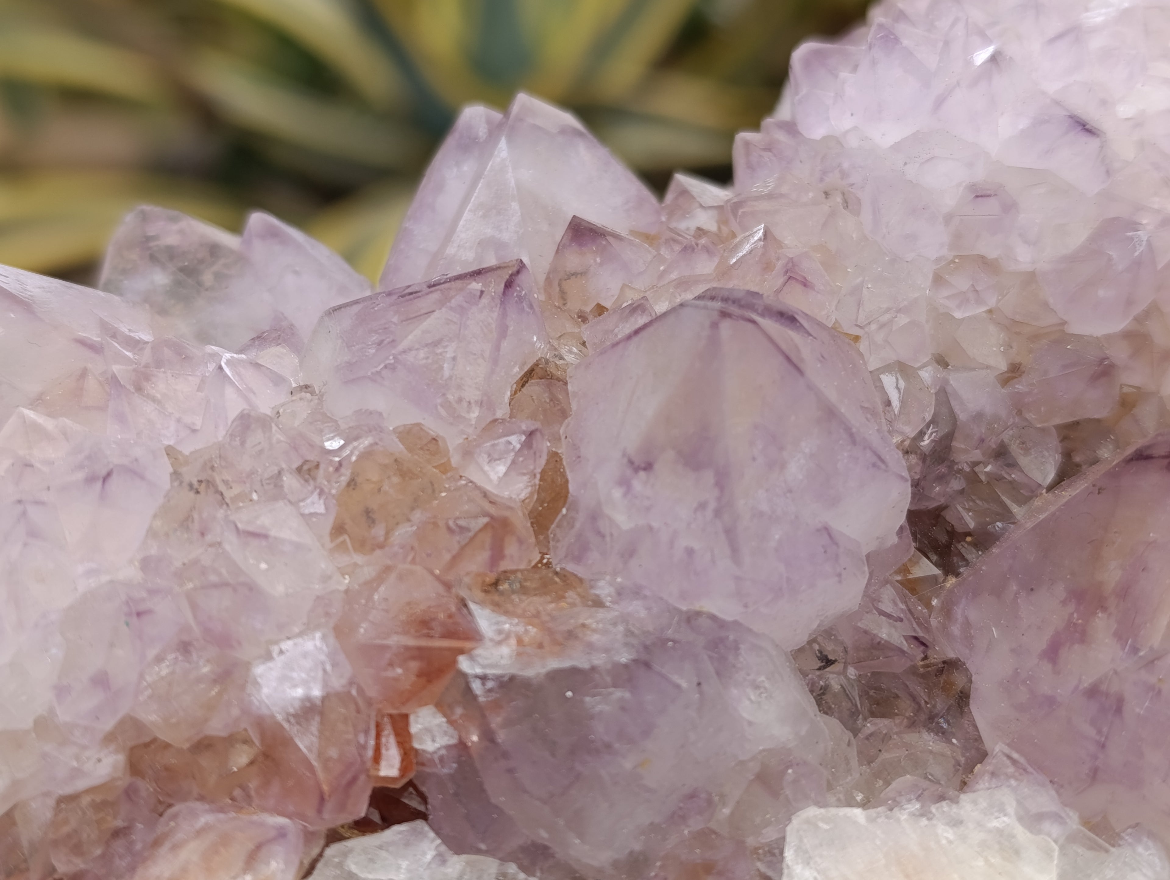 Natural Ametrine Spirit Quartz Clusters x 2 From Boekenhouthoek, South Africa - Toprock Gemstones and Minerals 