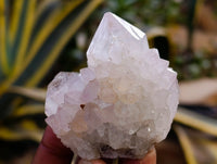 Natural Amethyst Spirit Quartz Clusters x 12 From Boekenhouthoek, South Africa