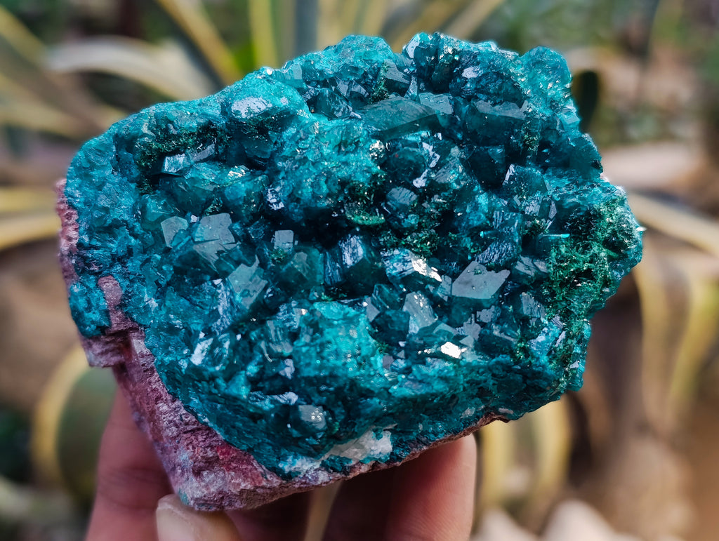 Natural Small Dioptase on Dolomite Matrix Specimens x 2 From Likasi, Congo - Toprock Gemstones and Minerals 