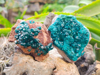 Natural Small Dioptase on Dolomite Matrix Specimens x 2 From Likasi, Congo