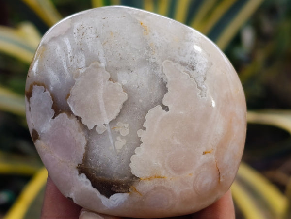 Polished Mix Of Selected Palm Stones x 12 From Madagascar