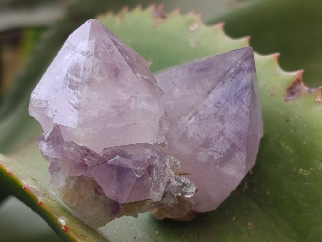 Natural Dark Amethyst Spirit Quartz Crystal Points x 63 From Boekenhouthoek, South Africa - Toprock Gemstones and Minerals 
