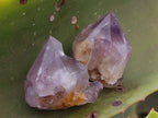 Natural Dark Amethyst Spirit Quartz Crystal Points x 63 From Boekenhouthoek, South Africa - Toprock Gemstones and Minerals 