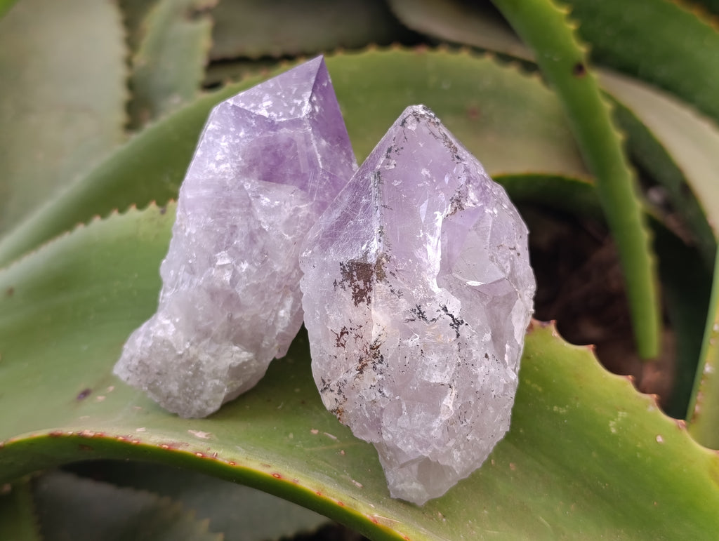 Natural Jacaranda Amethyst Quartz Crystals 12 x from Mumbwa, Zambia - Toprock Gemstones and Minerals 