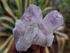 Natural Jacaranda Amethyst Quartz Clusters 6 x from Mumbwa, Zambia - Toprock Gemstones and Minerals 