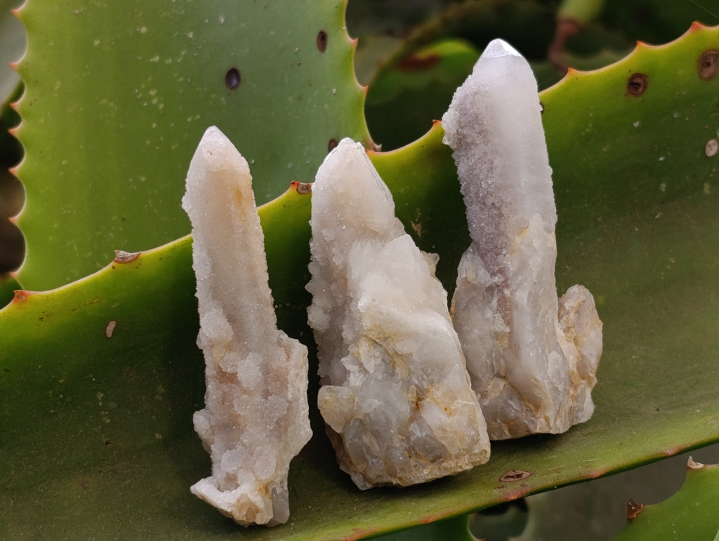 Natural Fairy Spirit Quartz Clusters x 35 From Boekenhouthoek, South Africa - Toprock Gemstones and Minerals 