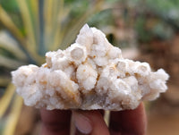 Natural Fairy Spirit Quartz Clusters x 35 From Boekenhouthoek, South Africa - Toprock Gemstones and Minerals 