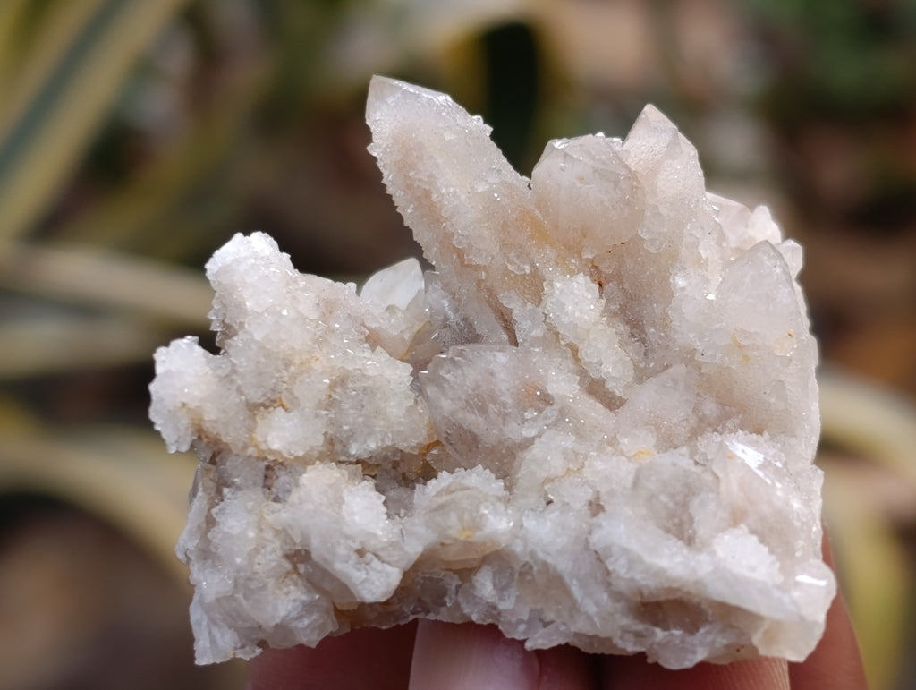 Natural Fairy Spirit Quartz Clusters x 35 From Boekenhouthoek, South Africa - Toprock Gemstones and Minerals 