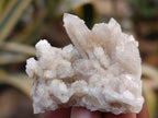 Natural Fairy Spirit Quartz Clusters x 35 From Boekenhouthoek, South Africa - Toprock Gemstones and Minerals 