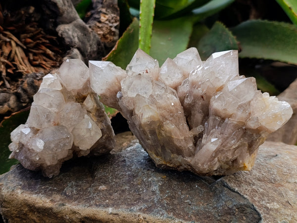 Natural Large Smokey Phantom Quartz Clusters x 2 From Luena, Congo