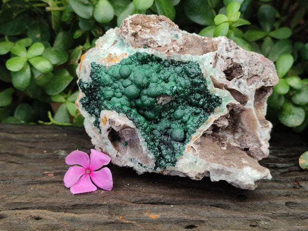 Natural Ball Malachite On Quartz Matrix Specimens x 1 From Kambove, Congo
