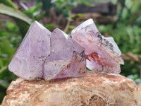 Natural Jacaranda Amethyst Single Quartz Crystals x 24 From Mumbwa, Zambia