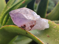 Natural Jacaranda Amethyst Single Quartz Crystals x 24 From Mumbwa, Zambia