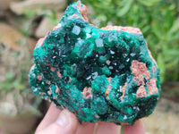 Natural Dioptase Cabinet Specimen x 2 From Likasi, Congo