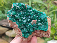 Natural Dioptase Cabinet Specimen x 2 From Likasi, Congo
