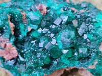 Natural Dioptase Cabinet Specimen x 2 From Likasi, Congo