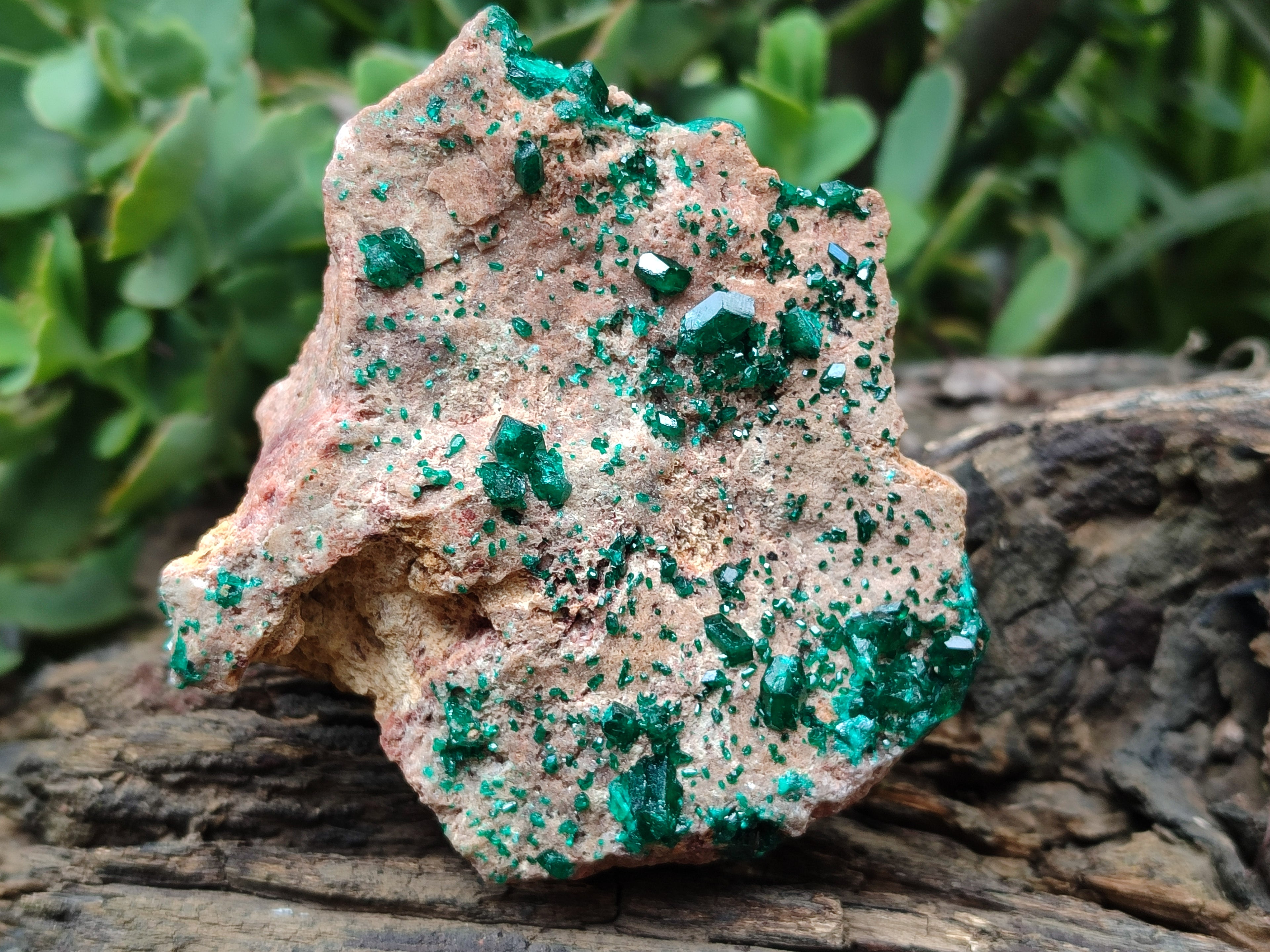 Natural Dioptase Cabinet Specimen x 2 From Likasi, Congo - Toprock Gemstones and Minerals 