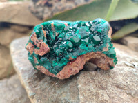 Natural Dioptase Cabinet Specimen x 2 From Likasi, Congo