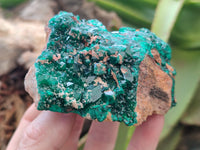 Natural Dioptase Cabinet Specimen x 2 From Likasi, Congo