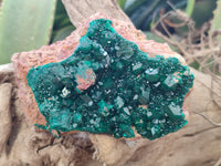 Natural Dioptase Cabinet Specimen x 2 From Likasi, Congo