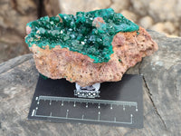 Natural Dioptase Cabinet Specimen x 2 From Likasi, Congo