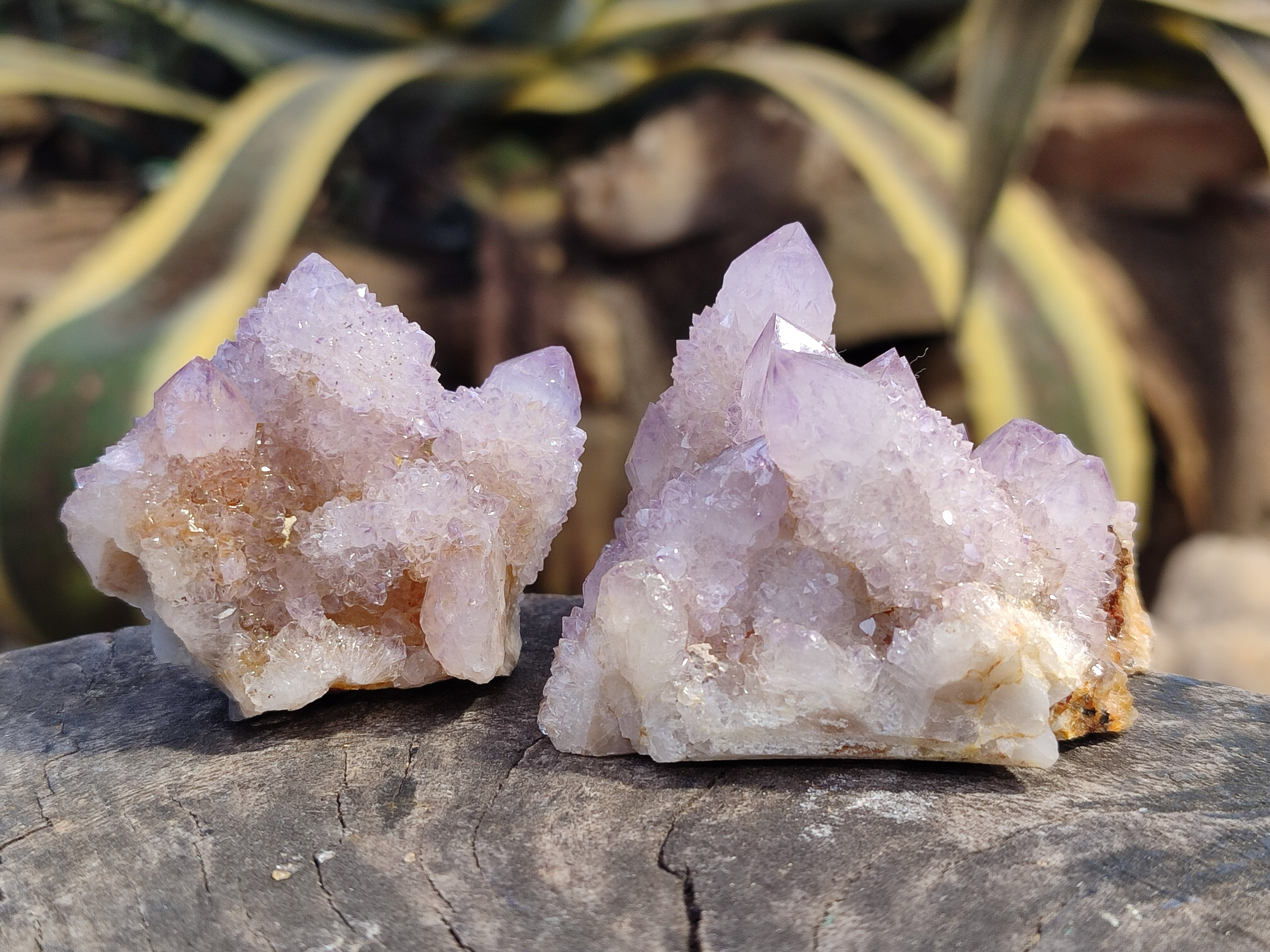 Natural Amethyst Spirit Quartz Clusters x 12 From Boekenhouthoek, South Africa - Toprock Gemstones and Minerals 