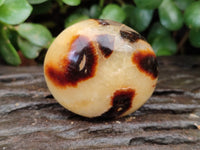 Polished Mix Of Selected Palm Stones x 12 From Madagascar - Toprock Gemstones and Minerals 