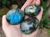 Polished Mix Of Selected Palm Stones x 12 From Madagascar - Toprock Gemstones and Minerals 