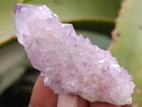 Natural Ametrine Spirit Quartz Clusters x 35 From Boekenhouthoek, South Africa