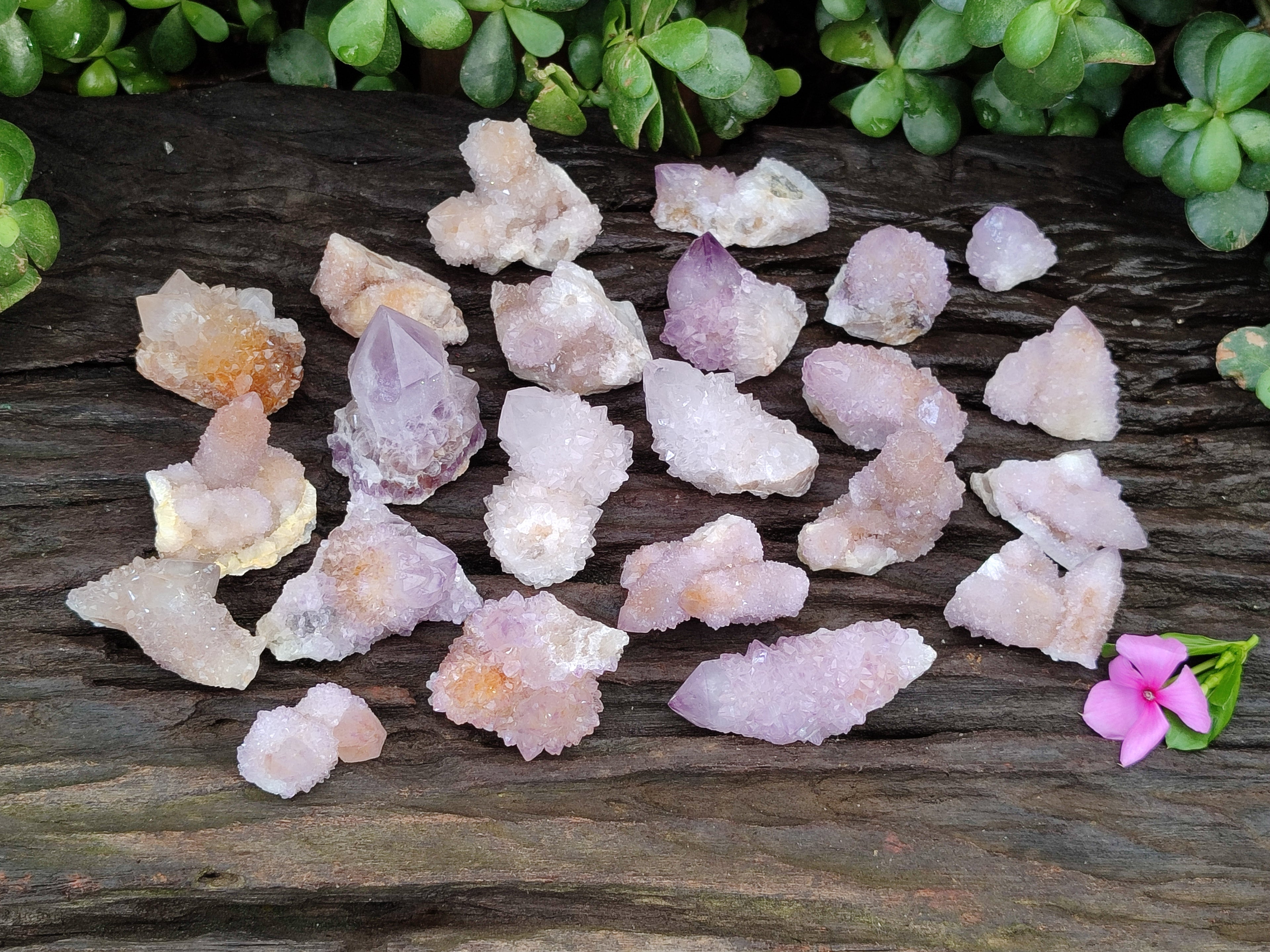 Natural Ametrine Spirit Quartz Clusters x 35 From Boekenhouthoek, South Africa - Toprock Gemstones and Minerals 