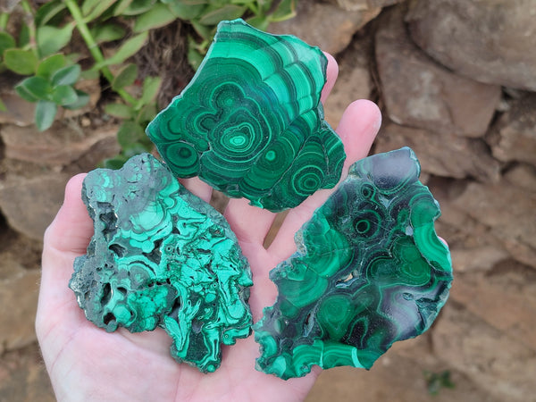 Polished Flower Banded Malachite Slices x 12 From Congo