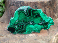 Polished Flower Banded Malachite Slices x 12 From Congo