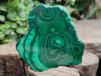 Polished Flower Banded Malachite Slices x 12 From Congo