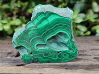 Polished Flower Banded Malachite Slices x 12 From Congo