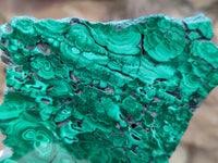 Polished Flower Banded Malachite Slices x 12 From Congo