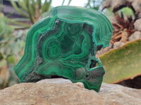 Polished Flower Banded Malachite Slices x 12 From Congo